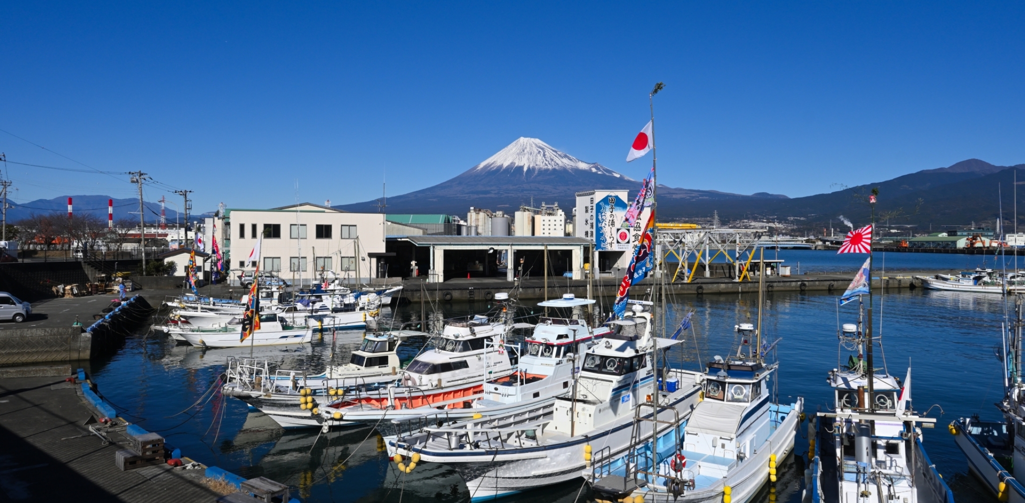 駿河湾のアジ