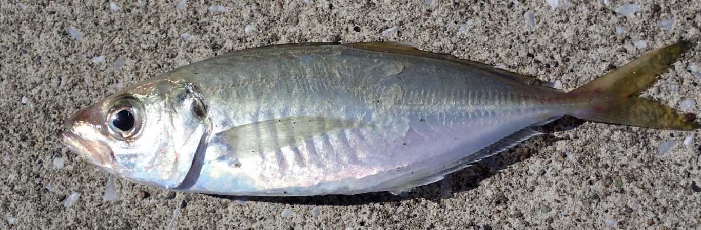 駿河湾の魚