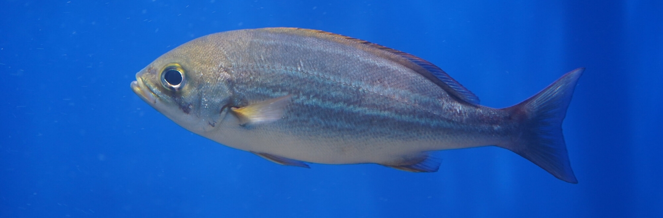 駿河湾の魚