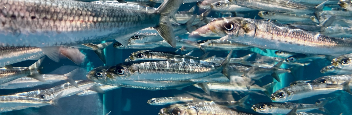 駿河湾の魚