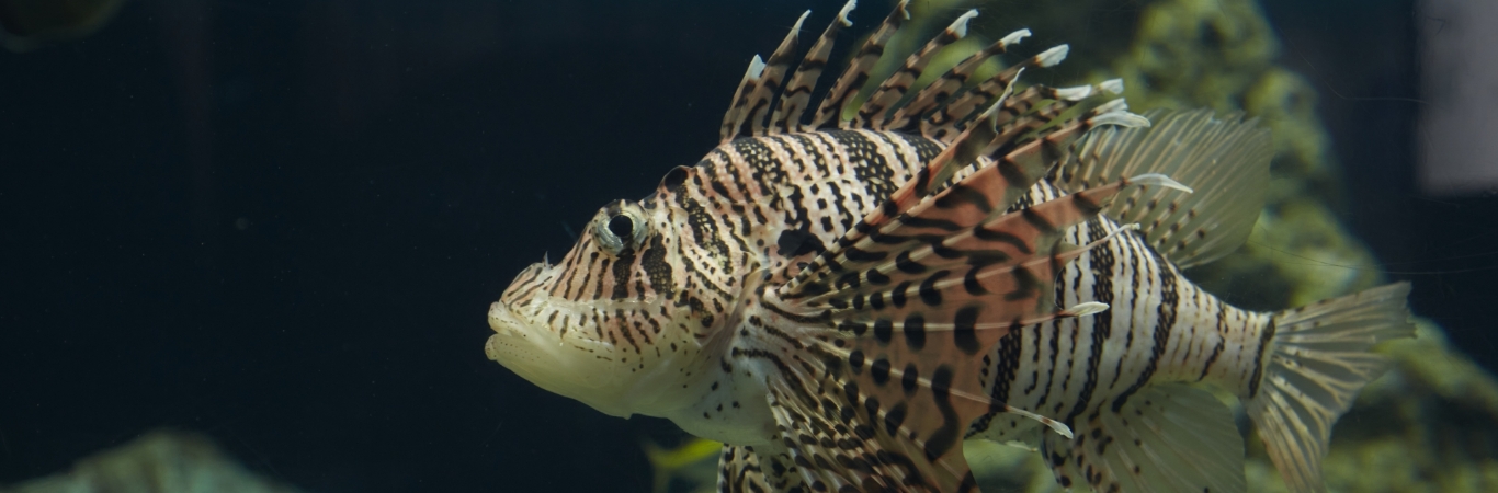 駿河湾の魚