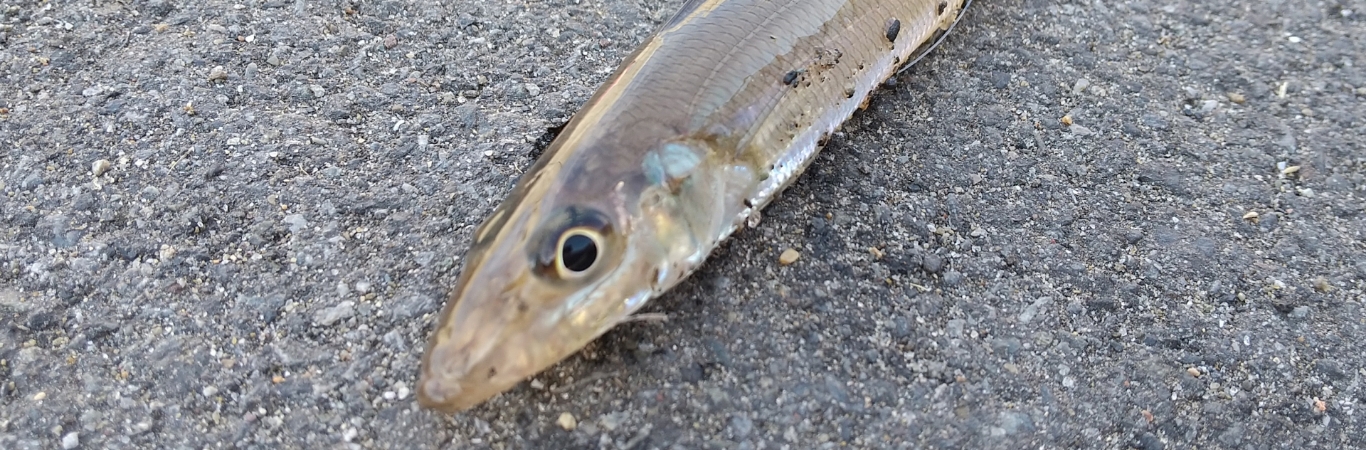 駿河湾の魚