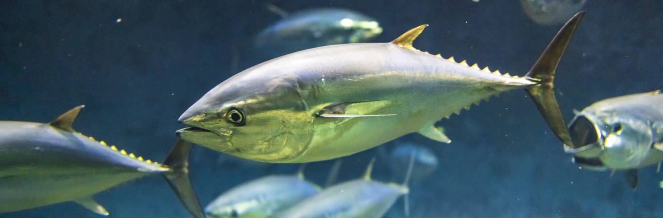 駿河湾の魚