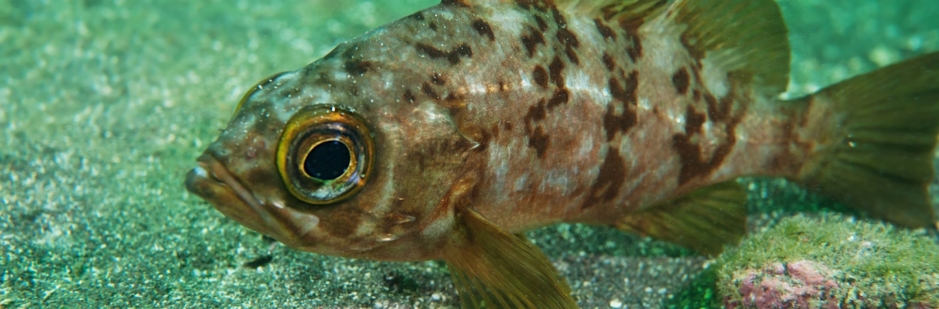 駿河湾の魚