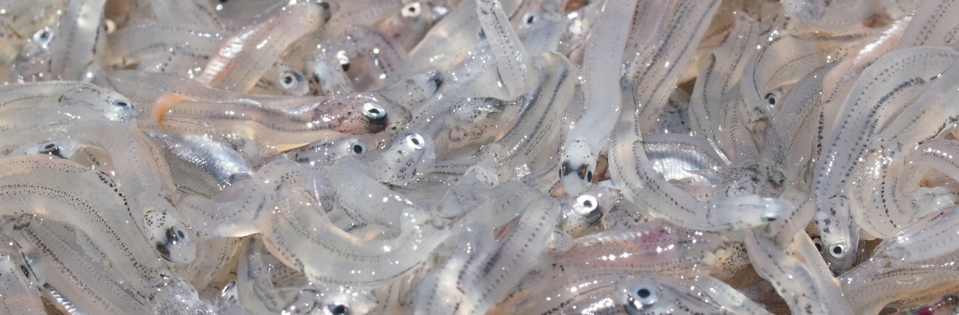 駿河湾の魚